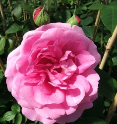 Austin Rose Gertrude Jekyll  -R- (Ausbord)