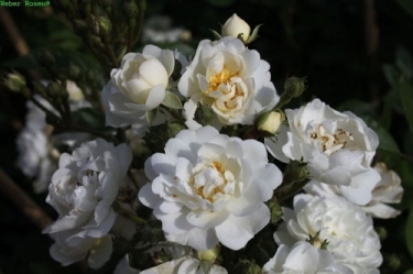 Kletterrose Guirlande dŽAmour -R-