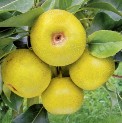 Nashi x Birne Benita als Buschbaum im Container 10 ltr