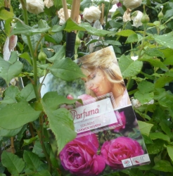 Duftrose Carmen Würth -R-