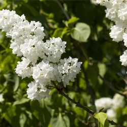 Edel-Flieder Syringa vul. Mme Lemoine