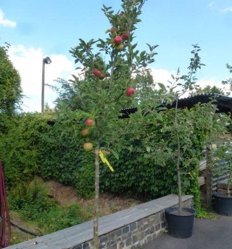 Allergiker-Apfel Alkmene als Halbstamm im Container | Pflanzen | Obstbäume  & Beerenobst | Apfelbäume