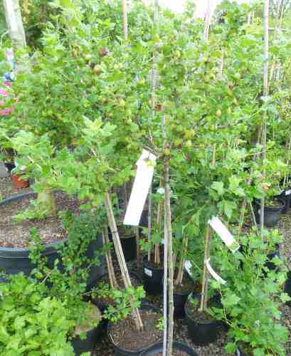 7,5 Pflanzen | im Stachelbeeren Invicta ltr Obstbäume | | Beerenobst Stachelbeer-Stämmchen & Container Häberli: