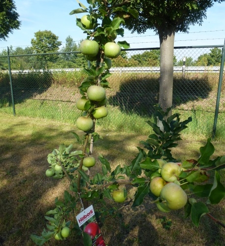 Apfel Holsteiner Cox als Buschbaum im Container | Pflanzen | Obstbäume &  Beerenobst | Apfelbäume