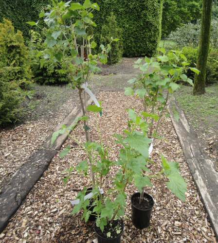 Schwarze Johannisbeere Silvergieters Schwarze als Strauch ca. 40-50cm - 3-4  Triebe, C3ltr | Pflanzen | Obstbäume & Beerenobst | Johannisbeeren