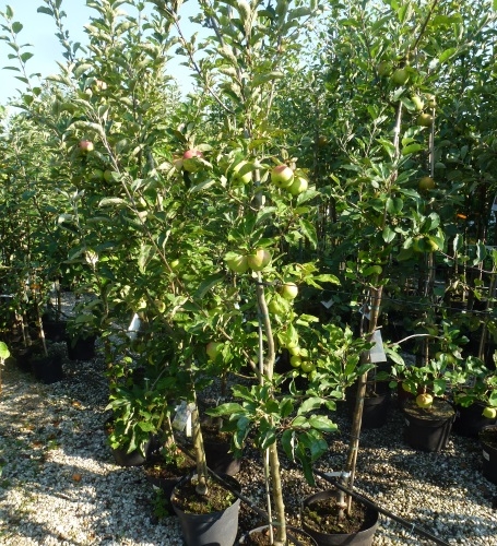 Elstar kräftiger Apfelbaum Buschbaum 120-150 cm 9,5 Liter Topf MM111 