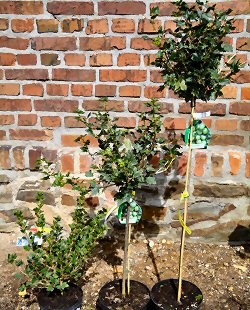 | als Pflanzen | & Stachelbeeren Stachelbeere Beerenobst Strauch gelb im Triebe Hinnonmäki, 3-4 | Obstbäume C3ltr.