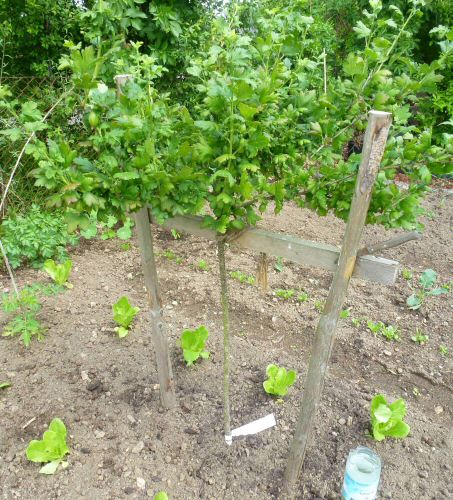 Häberli: Invicta Stachelbeer-Stämmchen im Container 7,5 ltr | Pflanzen |  Obstbäume & Beerenobst | Stachelbeeren