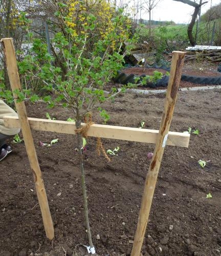 Stachelbeere Hinnonmäki, Obstbäume Pflanzen Stachelbeeren | gelb 80-90cm, & Hochstamm | als | C3-5ltr ca. Beerenobst