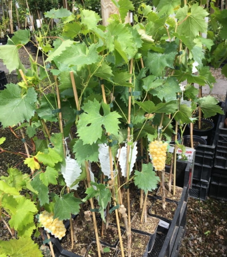Weinrebe / Weintraube Suffolk Obstbäume 1-jährige | Kiwi 80 | | Pflanzen im red ca Rebe & 1 ,5 Container ltr, & Beerenobst hoch Weinreben cm